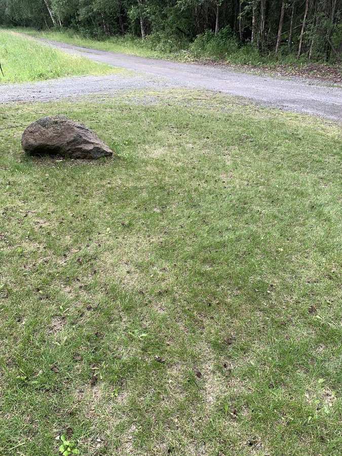 Compacted lawn ready for core aeration