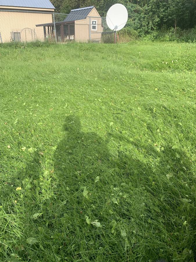 Overgrown lawn before a 49th State mowing plan